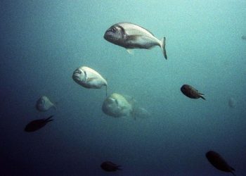 Sportski ribolovac Aleksandro Žmara o najboljim ješkama za kraljicu mora: “Ponuditi joj piletinu, a ne triba je pohati!”