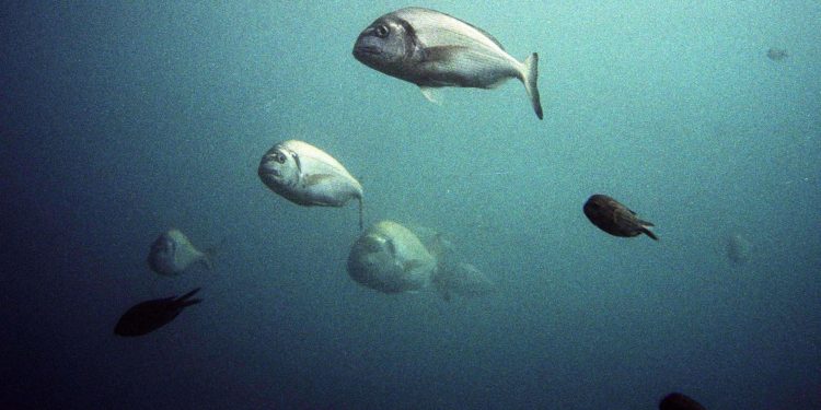 Sportski ribolovac Aleksandro Žmara o najboljim ješkama za kraljicu mora: “Ponuditi joj piletinu, a ne triba je pohati!”