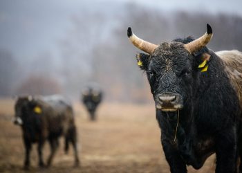 Slobodna Dalmacija – Pronađen jedan od odbjeglih bikova. Vlasnica je malo uvrijeđena… A sjećate li se Joze? E ovo nas je razveselilo!