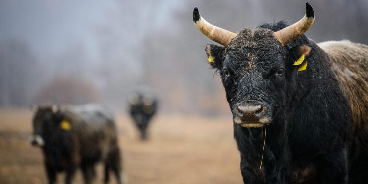 Slobodna Dalmacija – Pronađen jedan od odbjeglih bikova. Vlasnica je malo uvrijeđena… A sjećate li se Joze? E ovo nas je razveselilo!