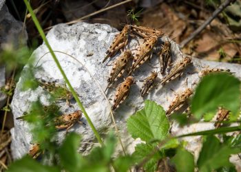 Slobodna Dalmacija – Opake ‘leteće beštije’ haraju Zagorom i šokiraju Imoćane: ‘Uništavaju nas po danu i po noći, udaraju na vrata kuća…’