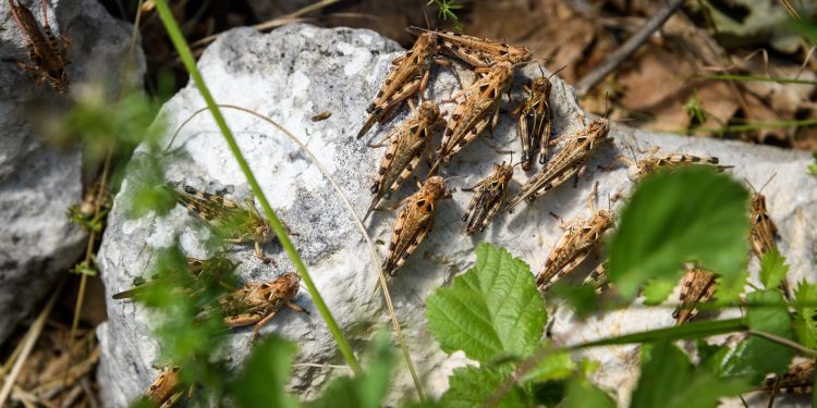 Slobodna Dalmacija – Opake ‘leteće beštije’ haraju Zagorom i šokiraju Imoćane: ‘Uništavaju nas po danu i po noći, udaraju na vrata kuća…’
