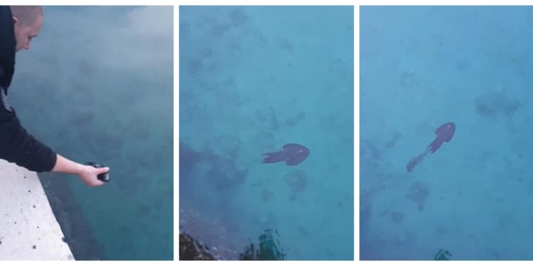 Slobodna Dalmacija – VIDEO Učenici splitske Pomorske škole zabilježili jedinstveni trenutak i skupili više od 145.000 pregleda, bacite oko