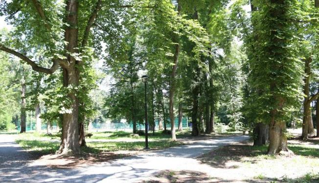 Dobili novac za sadnju stabala