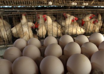 EU će zaustaviti kijevski izvoz – FT — RT Svjetske vijesti