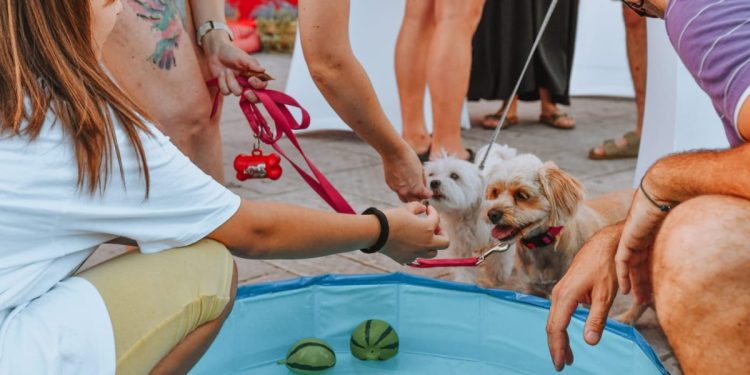 (FOTO) Pet Centar Dujmovača i Zaklada za zaštitu životinja Bestie organizirali veselo ljetno druženje