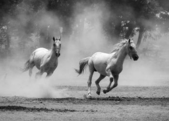 Fotoizložba Silvije Butković