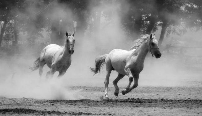 Fotoizložba Silvije Butković