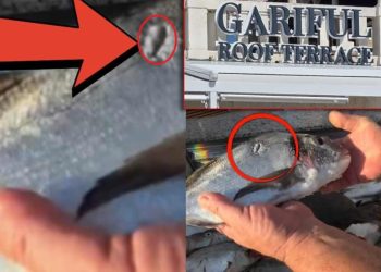 Hvarski restoran se hvali ribama s rupama