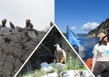 Krenula je „SUPpatrola“, podržite volontere u očuvanju bjeloglavih supova