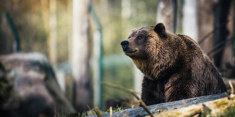 MEDVJED NA AUTOCESTI Kod čvora Delnice šeta ova "mrcina"!