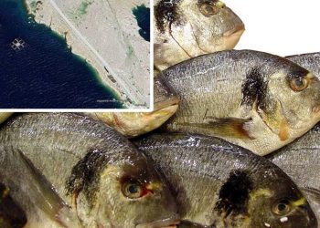 Ministarstvo odlučuje o ponovnom uzgoju bijele ribe i školjkaša na Pagu