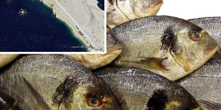 Ministarstvo odlučuje o ponovnom uzgoju bijele ribe i školjkaša na Pagu