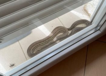 NAJEZDA GMAZOVA U Ljutom Docu zmija došla do balkona obiteljske kuće