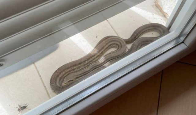 NAJEZDA GMAZOVA U Ljutom Docu zmija došla do balkona obiteljske kuće