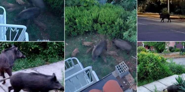 NESTVARNI PRIZORI Divlje svinje okupirale Dugu Uvalu u Istri!