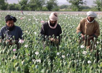 Nestašica afganistanskog heroina mogla bi dovesti do više smrti od predoziranja, upozorava UN — RT Rusija i bivši Sovjetski Savez