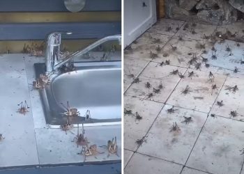 Posvuda su! Sliče skakavcima i pogoduju im visoke temperature