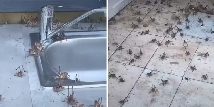 Posvuda su! Sliče skakavcima i pogoduju im visoke temperature