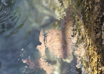 SRAMOTA U uvali kraj Rogoznice ujutro se iz jahti “po skrivečki” prazne crni tankovi i ispuštaju fekalije!