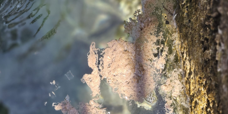 SRAMOTA U uvali kraj Rogoznice ujutro se iz jahti “po skrivečki” prazne crni tankovi i ispuštaju fekalije!