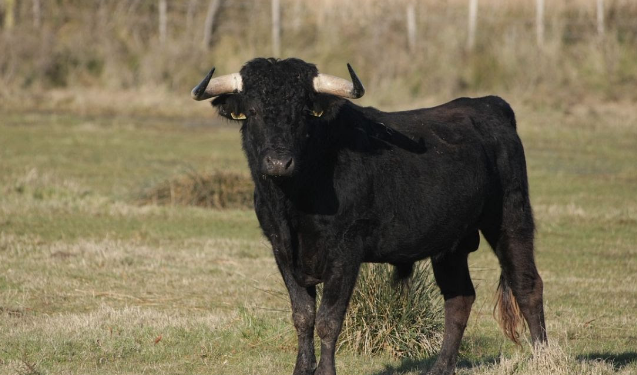 Direktorica klaonice kraj Splita iz koje su pobjegli bikovi ljuta na Prijatelje životinja: "Nazvali su ih Mirko i Slavko, tako mi se zove svekar!"