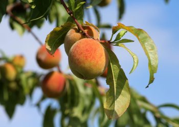 Teška je ovo godina za voćare