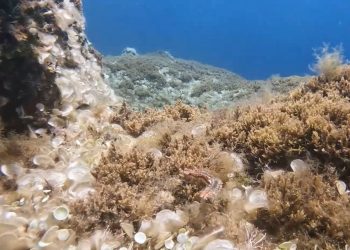 U podmorju Mljeta sve je prisutniji Vatreni crv