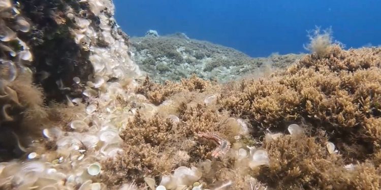 U podmorju Mljeta sve je prisutniji Vatreni crv