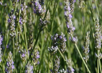 Uzgajivači u strahu – Suše se polja lavande na Pelješcu