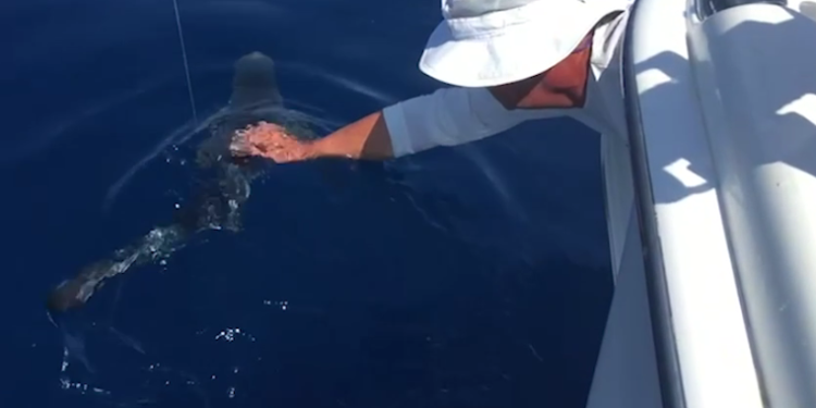 ZAPANJUJUĆE Iz ruke hranili morskog psa kod Pelješca: “Bilo me malo strah da prijatelju ne otkine prste”