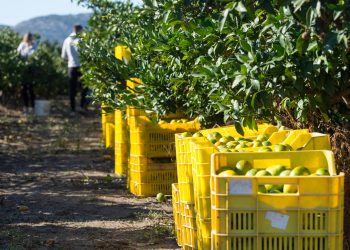 Zabrinjavajuće stanje na plantažama voćki od kojih žive brojni Hrvati: ‘Sigurno je da ovo nije dobro’