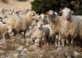 Slobodna Dalmacija – Bračanin svirepo ubio nesretne životinje i potom