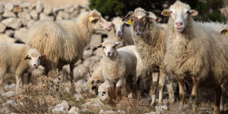 Slobodna Dalmacija – Bračanin svirepo ubio nesretne životinje i potom