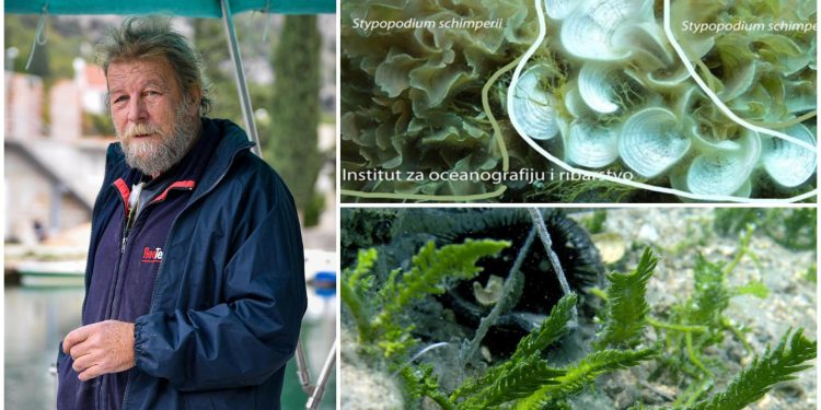 Vlado Onofri: Ne bojte se došljakinje, mogla bi i ona završiti kao Caulerpa