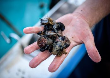 Slobodna Dalmacija – Nezapamćen pomor dagnji u Malostonskom zaljevu. Školjkari: ‘Bože sačuvaj. Krepano, ne znaš što ćeš. A more 29,6…’