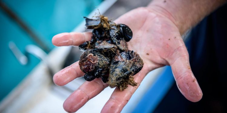 Slobodna Dalmacija – Nezapamćen pomor dagnji u Malostonskom zaljevu. Školjkari: ‘Bože sačuvaj. Krepano, ne znaš što ćeš. A more 29,6…’