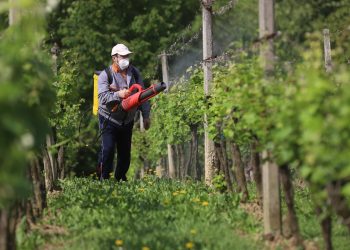 Slobodna Dalmacija – Vinogradari oprez! Stižu pepelnica, plamenjača i pepeljasti moljac, evo kojim sredstvima ćete spasiti grozdove