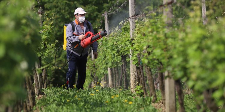 Slobodna Dalmacija – Vinogradari oprez! Stižu pepelnica, plamenjača i pepeljasti moljac, evo kojim sredstvima ćete spasiti grozdove