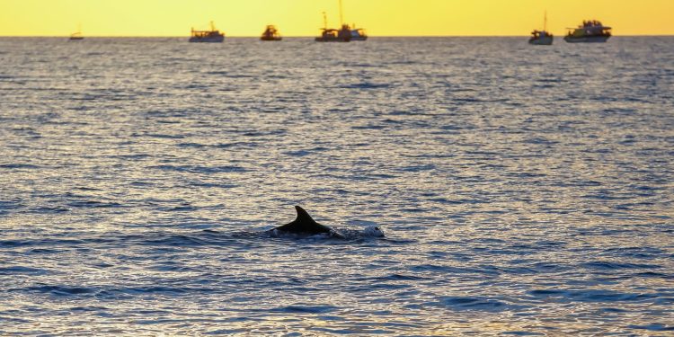 Ranjeni dupin Oliver osvojio srca mještana naselja Meka Draga kraj Novigrada: Spasite ga, neće još dugo!