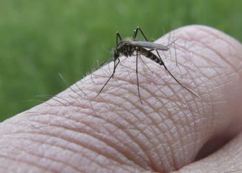 Sanitat nastavlja borbu protiv komaraca, pročitajte kad je vaše naselje na redu!
