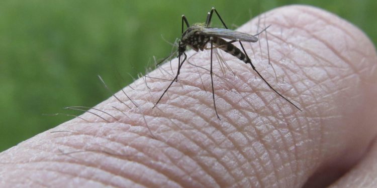 Sanitat nastavlja borbu protiv komaraca, pročitajte kad je vaše naselje na redu!