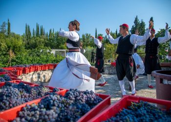 Slobodna Dalmacija – Država časti, bit će grožđa i vina: vinogradari, pogledajte za koje sve projekte možete dobiti bespovratne eure
