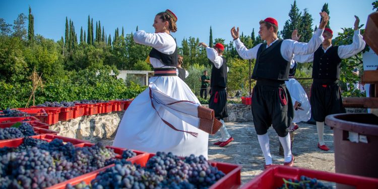 Slobodna Dalmacija – Država časti, bit će grožđa i vina: vinogradari, pogledajte za koje sve projekte možete dobiti bespovratne eure
