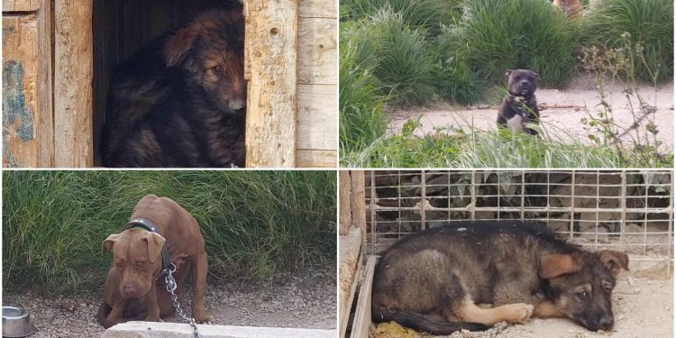 Slobodna Dalmacija – Krenulo preseljenja pasa iz pakla u kojem ih je držao splitski psihijatar! Komora i bolnica se još uvijek nisu oglasile