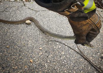 Slobodna Dalmacija – Strava u predgrađu Splita: zmija ušla ljudima u
