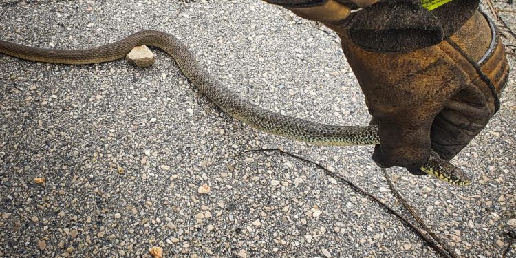 Slobodna Dalmacija – Strava u predgrađu Splita: zmija ušla ljudima u