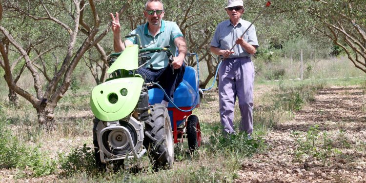 Slobodna Dalmacija – Poljoprivrednicima stigla neočekivana pomoć: ‘Hvala Bogu, visoke temperature spašavaju nam maslinike od uboda muhe!’
