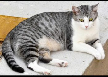 Jeste li vidjeli ovog ljepotana? Jučer je odlutao i još uvijek nije pronađen; ako imate ikakvu informaciju evo kako do vlasnika