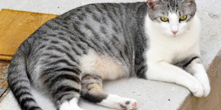 Jeste li vidjeli ovog ljepotana? Jučer je odlutao i još uvijek nije pronađen; ako imate ikakvu informaciju evo kako do vlasnika